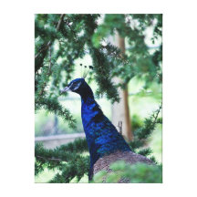 Peacock Stretched Canvas Print