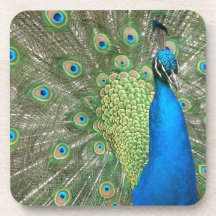 Peacock Strut Beverage Coasters