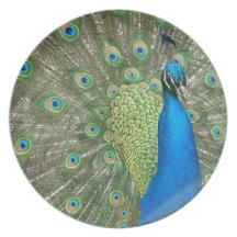 Peacock Strut Dinner Plate
