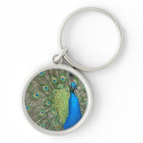 Peacock Strut Key Chains