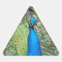 Peacock Strut Stickers