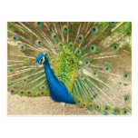 Peacock up close postcard