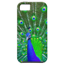 Peacock with fanned tail