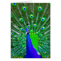 Peacock with fanned tail cards