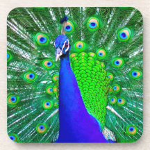 Peacock with fanned tail drink coaster