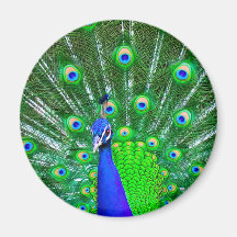 Peacock with fanned tail fridge magnet