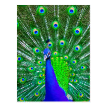 Peacock with fanned tail postcards