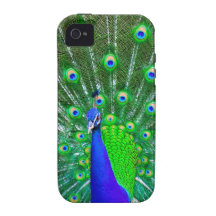 Peacock with fanned tail vibe iPhone 4 cases