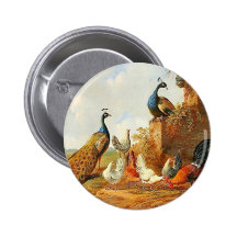 Peacocks and chickens buttons