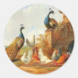 Peacocks and chickens round stickers