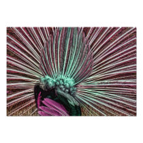 Peacock's Tail - Fabulous Feathers Pink and Green