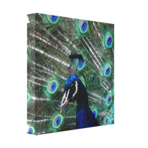Peafowl Bird Canvas Print
