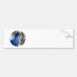 Peafowl Bumper Stickers