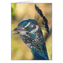 Peahen Face Cards