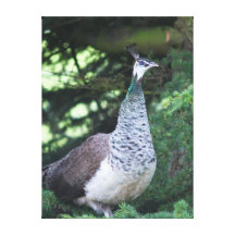 Peahen Gallery Wrapped Canvas