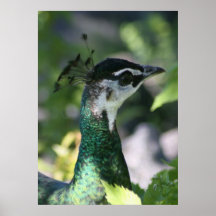 Peahen Profile Poster