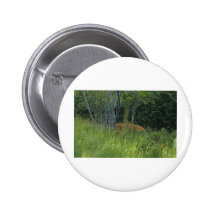Peaking deer pinback button