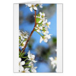 Pear blossom cards