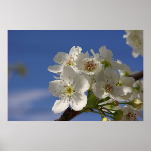 Pear Blossoms Poster