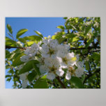 Pear Blossums posters