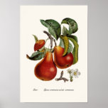 Pear posters