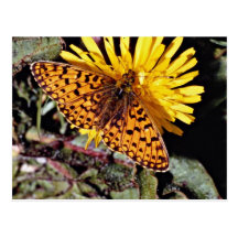 Pearl-bordered fritillary  flowers postcards