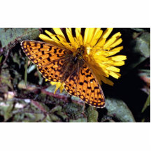 Pearl-bordered fritillary photo cut outs