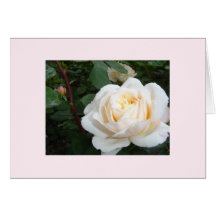 Pearl Rose blank notecard