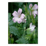 Pearls a Singer Greeting Card