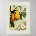 Pears Print