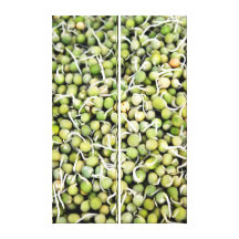Peas Sprouts Canvas Print