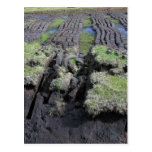 Peat Cutting In Ireland Postcards