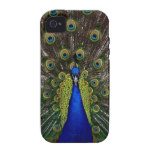 Peau majestueuse lumineuse de l'iphone 4S de photo iPhone 4 Case