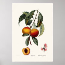 Pêche Posters