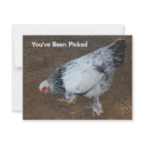 Pecking Chicken