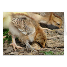 Pecking in the Garden Cards