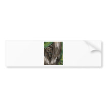 pee-ka-boo hide and seek leopard bumper stickers