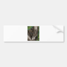 pee-ka-boo hide and seek leopard bumper stickers