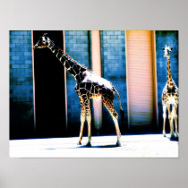 Peeing Giraffe Posters