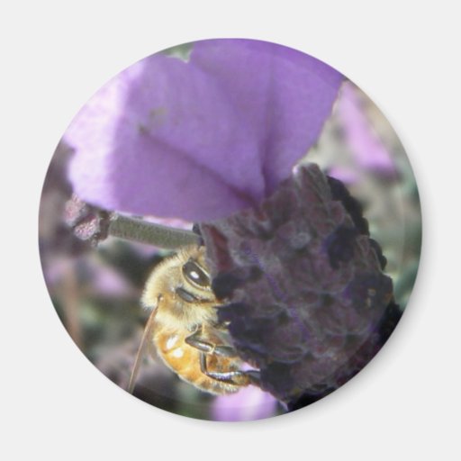 Peek-A-Bee Fridge Magnets