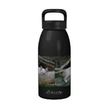peek-a-boo kitty reusable water bottle