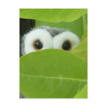 Peek-A-Boo Postcard