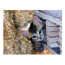 Peek-a-Boo Postcard