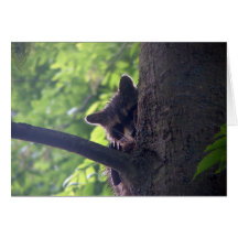 "Peek A Boo" Raccoon Greeting Card
