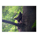 "Peek A Boo" Raccoon Postcard