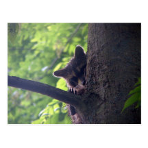 "Peek A Boo" Raccoon Postcard