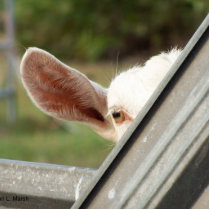 Peek a boo white goat! Cute goat waiting picture Acrylic Cut Out