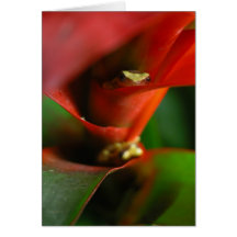 Peekaboo Greeting Card