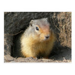 Peekaboo! Ground Squirrel Postcard