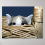 Peekaboo kitten posters